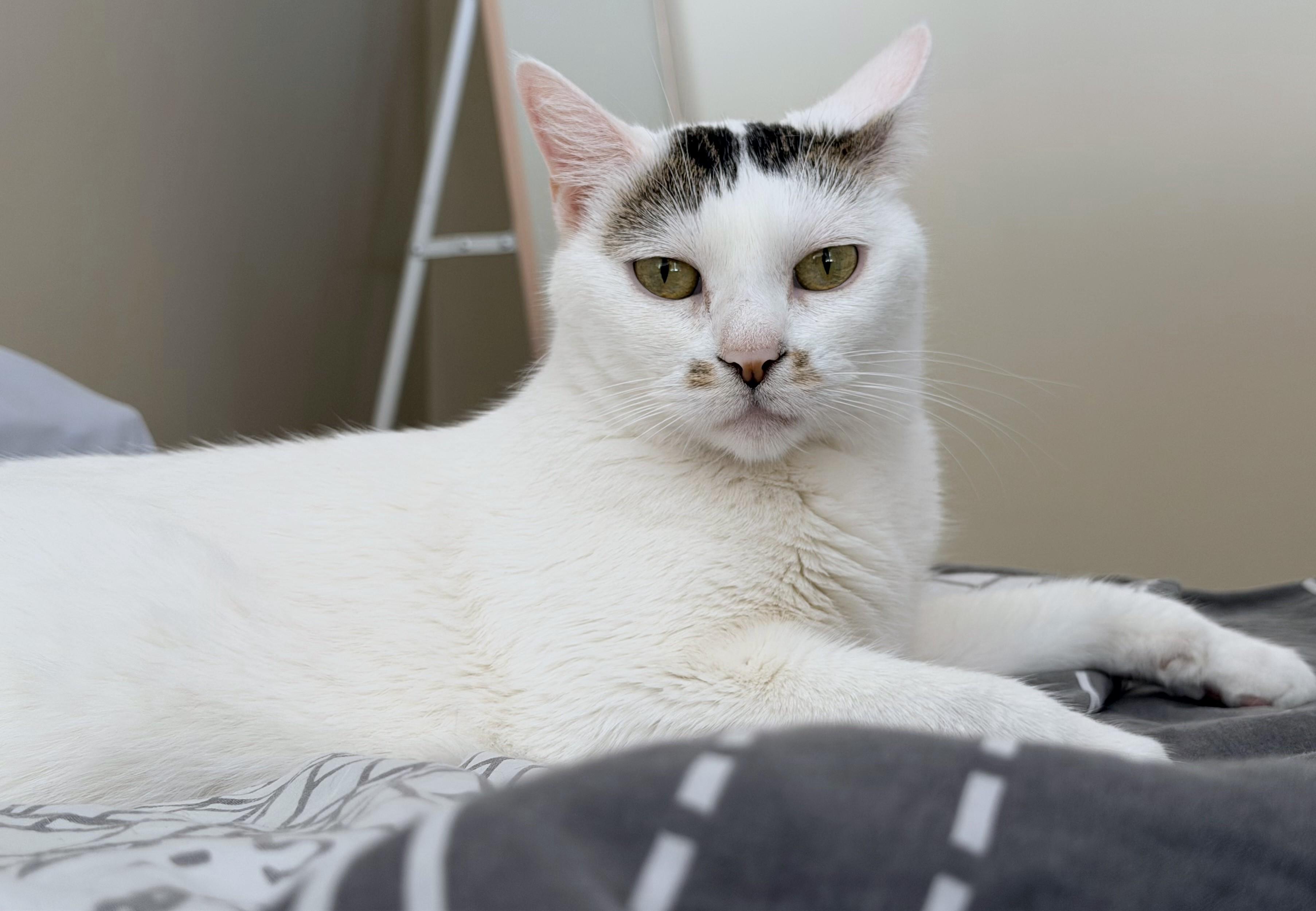 Enlarge Mitsuki (A097509), a Adoptable American Shorthair in Burbank, CA image 1/6