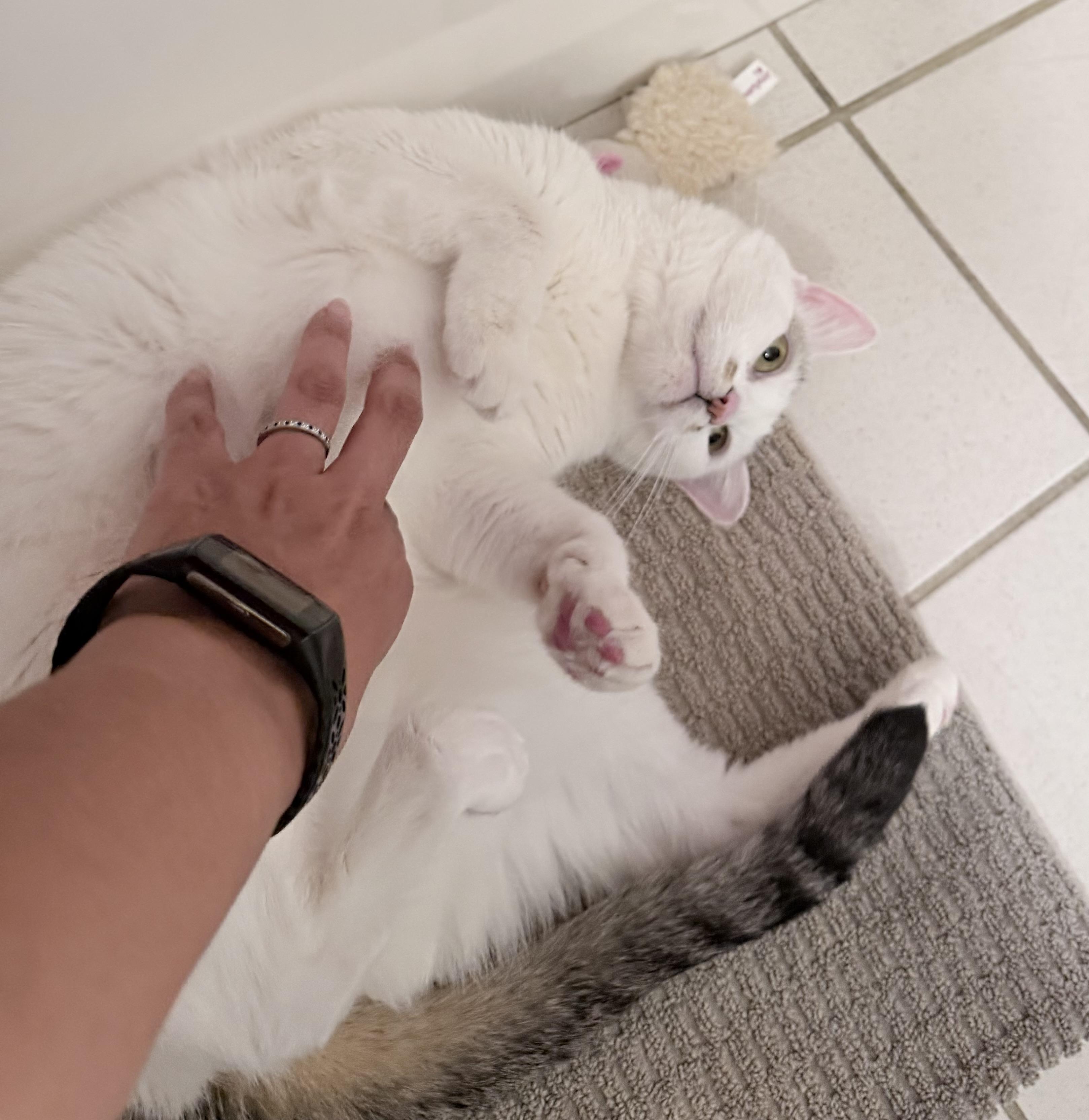 Enlarge Mitsuki (A097509), a Adoptable American Shorthair in Burbank, CA image 3/6