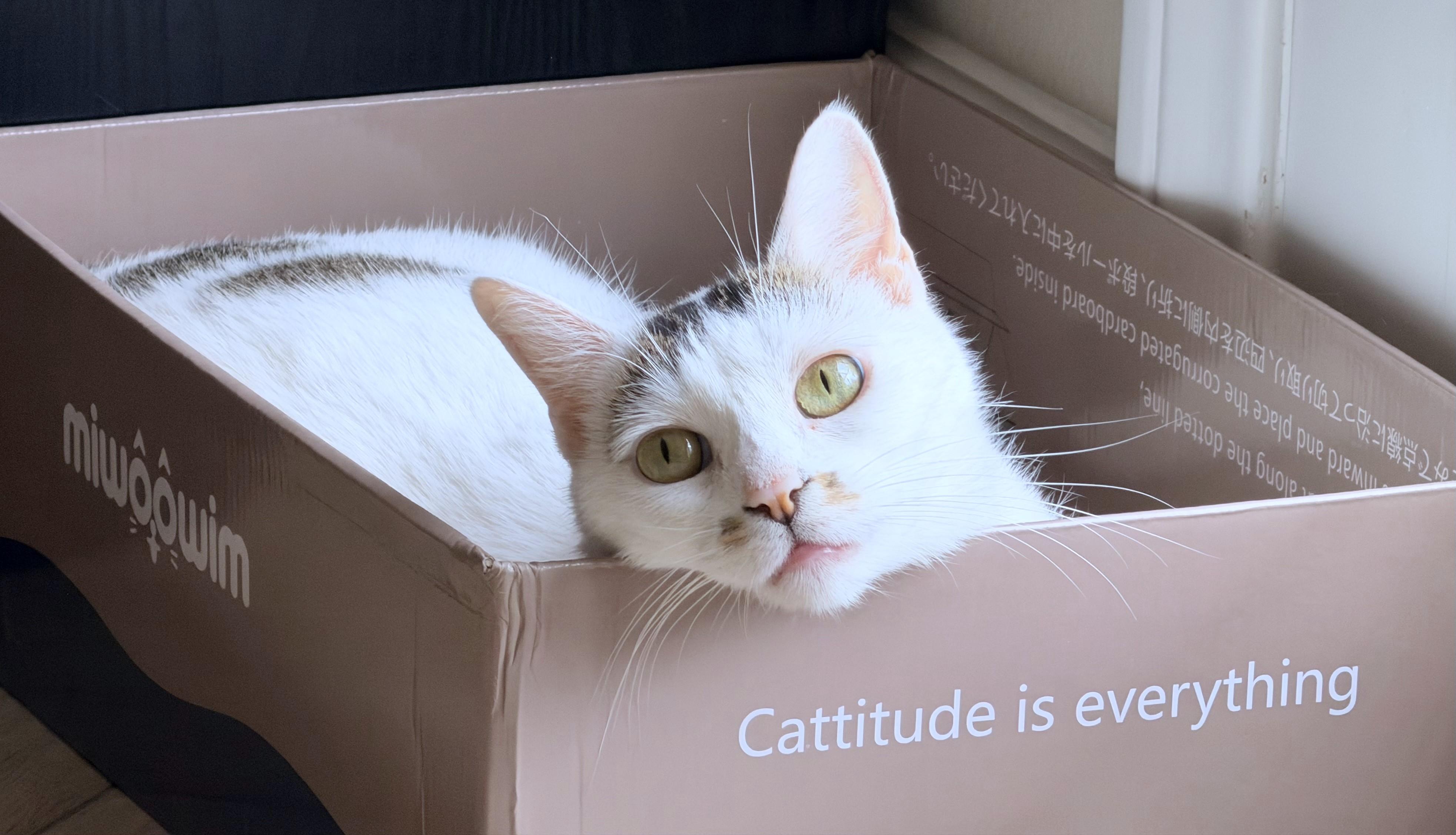 Enlarge Mitsuki (A097509), a Adoptable American Shorthair in Burbank, CA image 4/6
