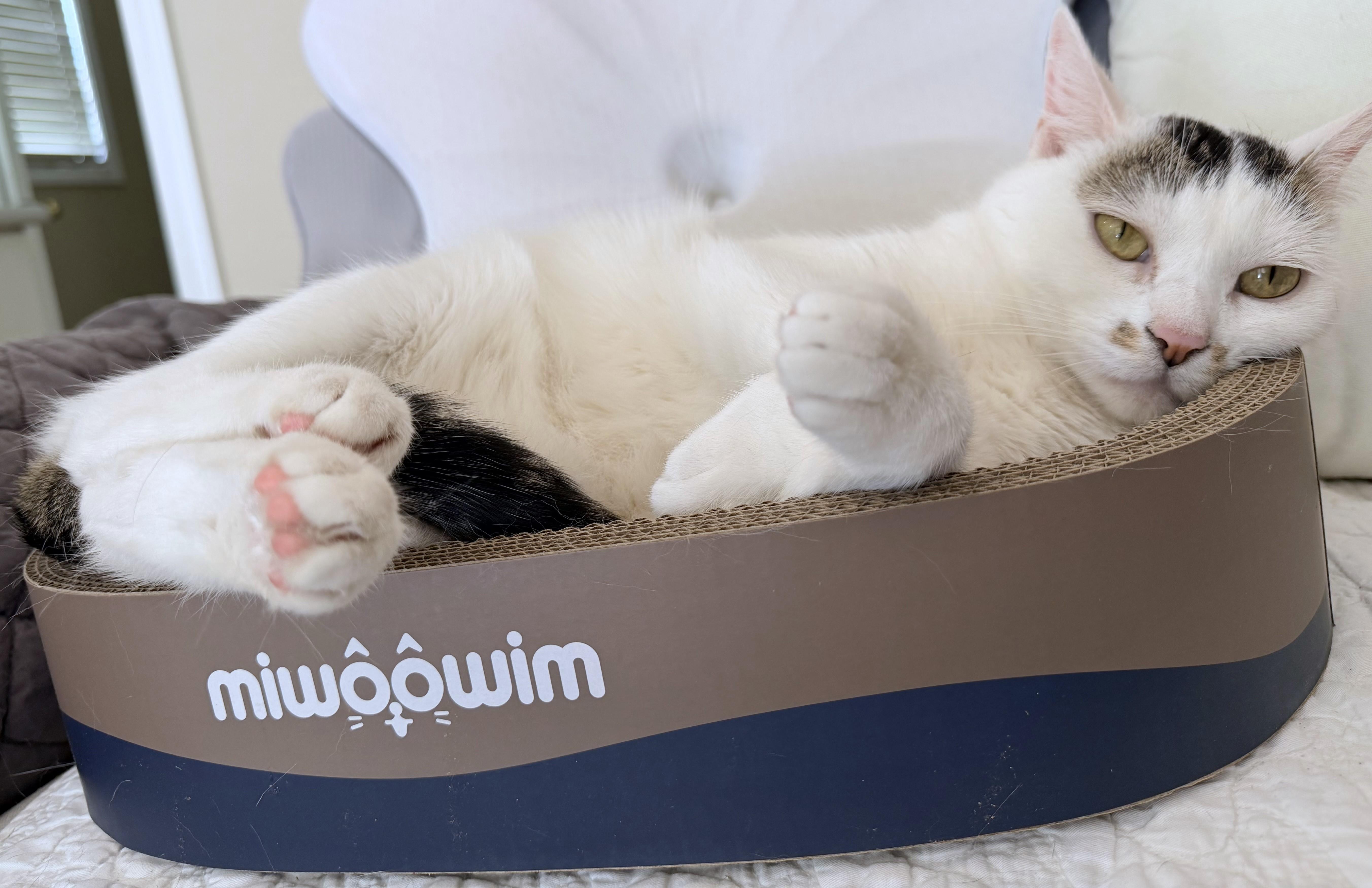 Enlarge Mitsuki (A097509), a Adoptable American Shorthair in Burbank, CA image 5/6