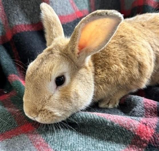 BONANZA, Adoptable, Adult Male Bunny Rabbit.
