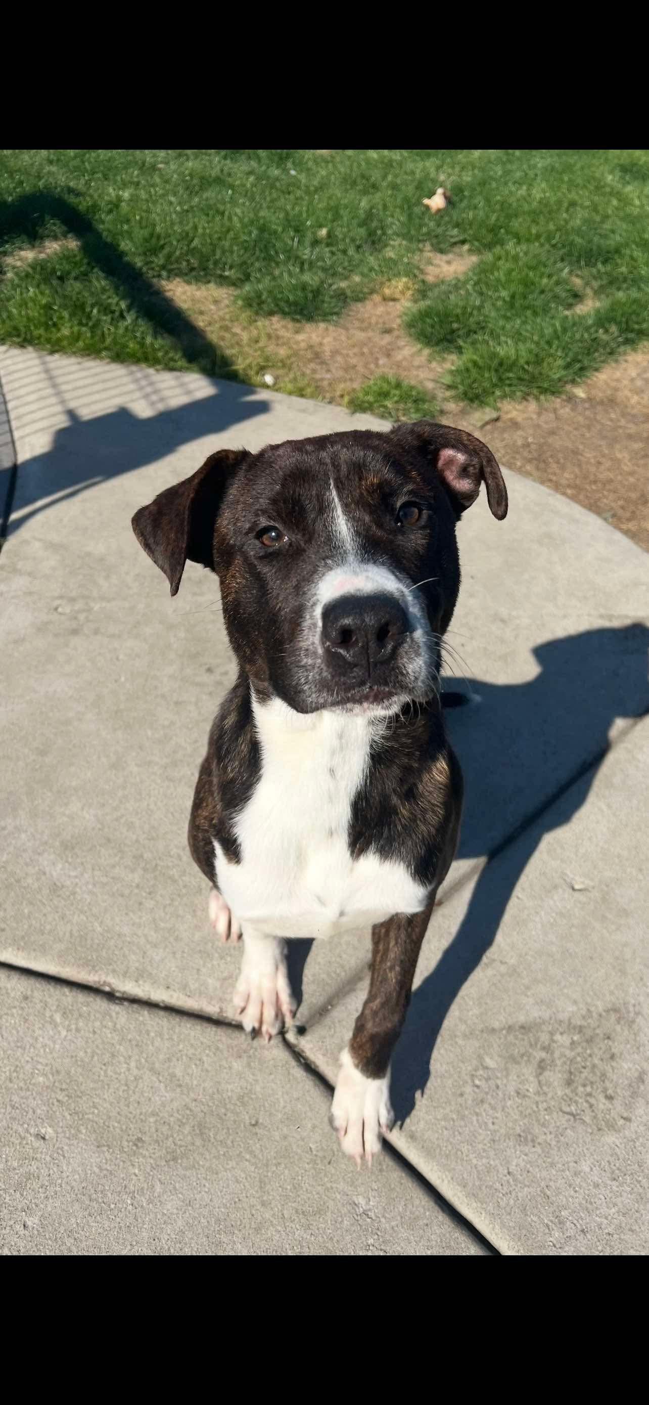 Timmy, a Adopted mixed breed in Cicero, IL image 1/2