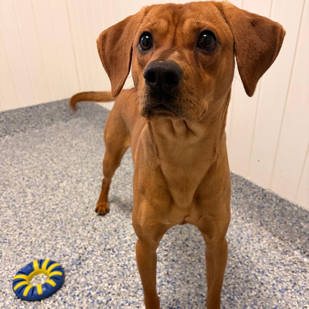 Enlarge Mazda, a Adoptable mixed breed in Greenville, SC image 1/6