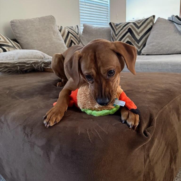 Enlarge Mazda, a Adoptable mixed breed in Greenville, SC image 2/6