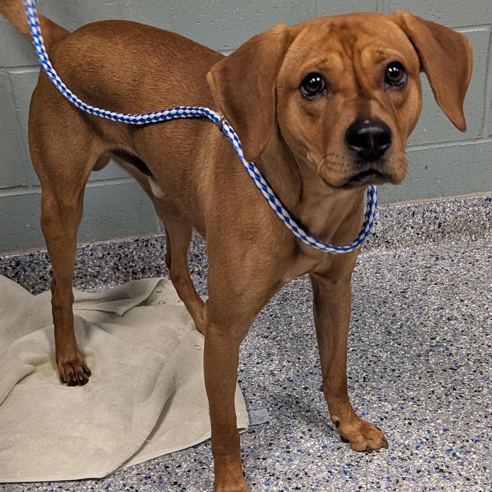 Enlarge Mazda, a Adoptable mixed breed in Greenville, SC image 3/6