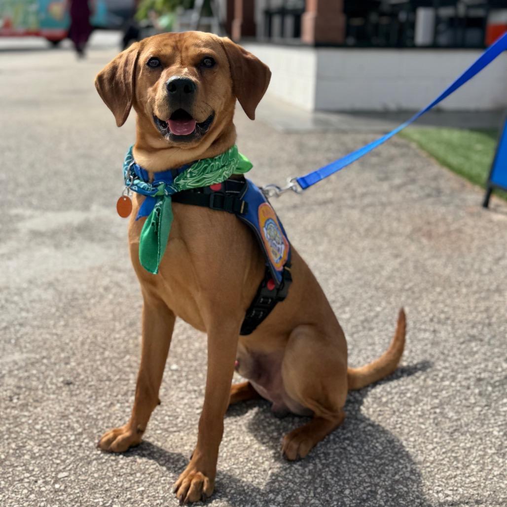 Enlarge Mazda, a Adoptable mixed breed in Greenville, SC image 5/6
