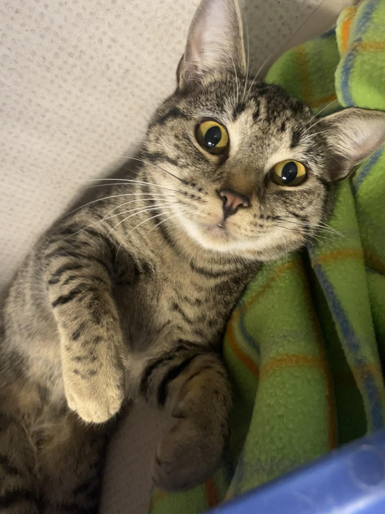 Enlarge Amy Farrah, a ADOPTABLE Domestic Long Hair in St. Maries, ID image 1/4