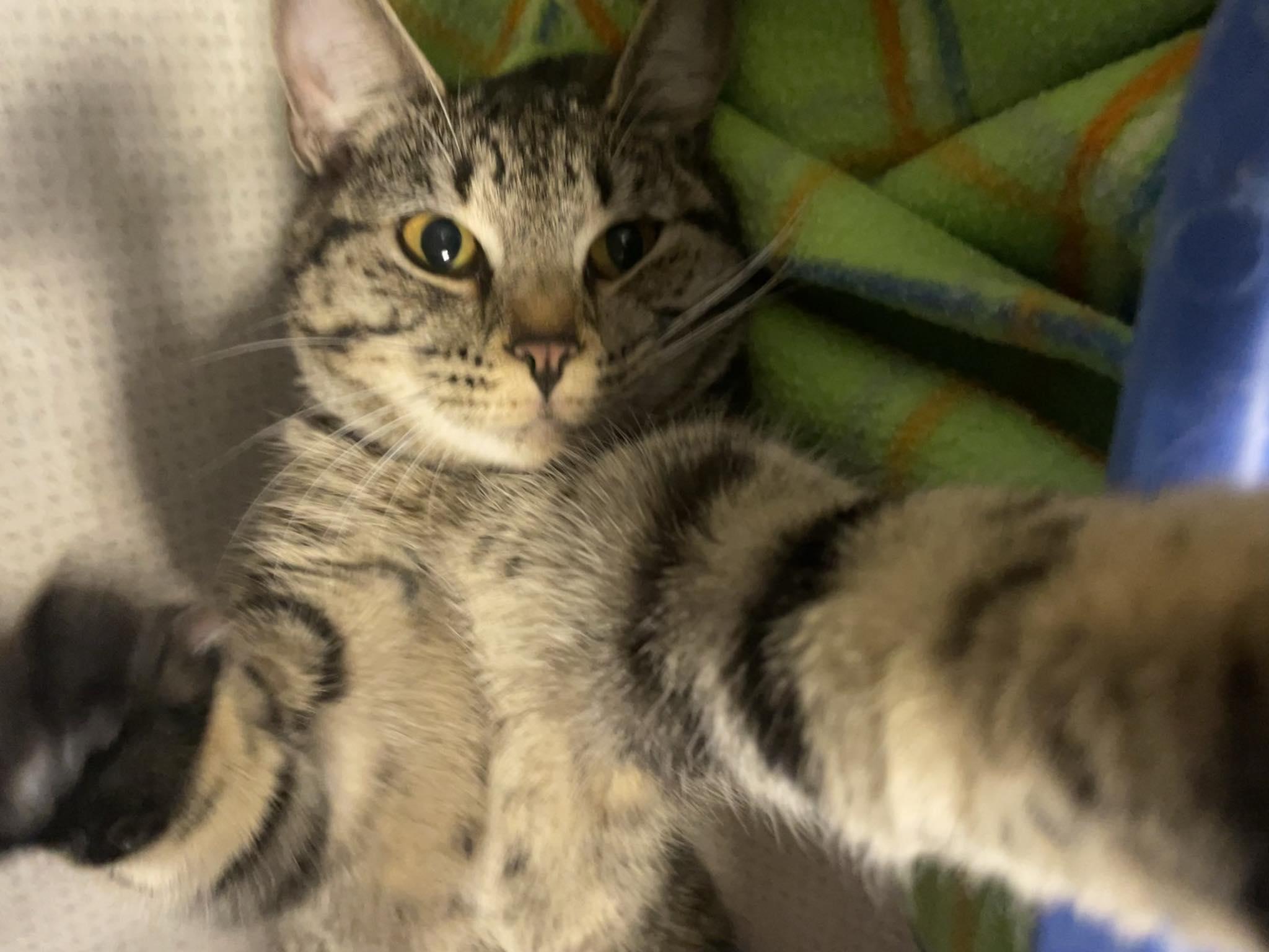 Enlarge Amy Farrah, a ADOPTABLE Domestic Long Hair in St. Maries, ID image 2/4