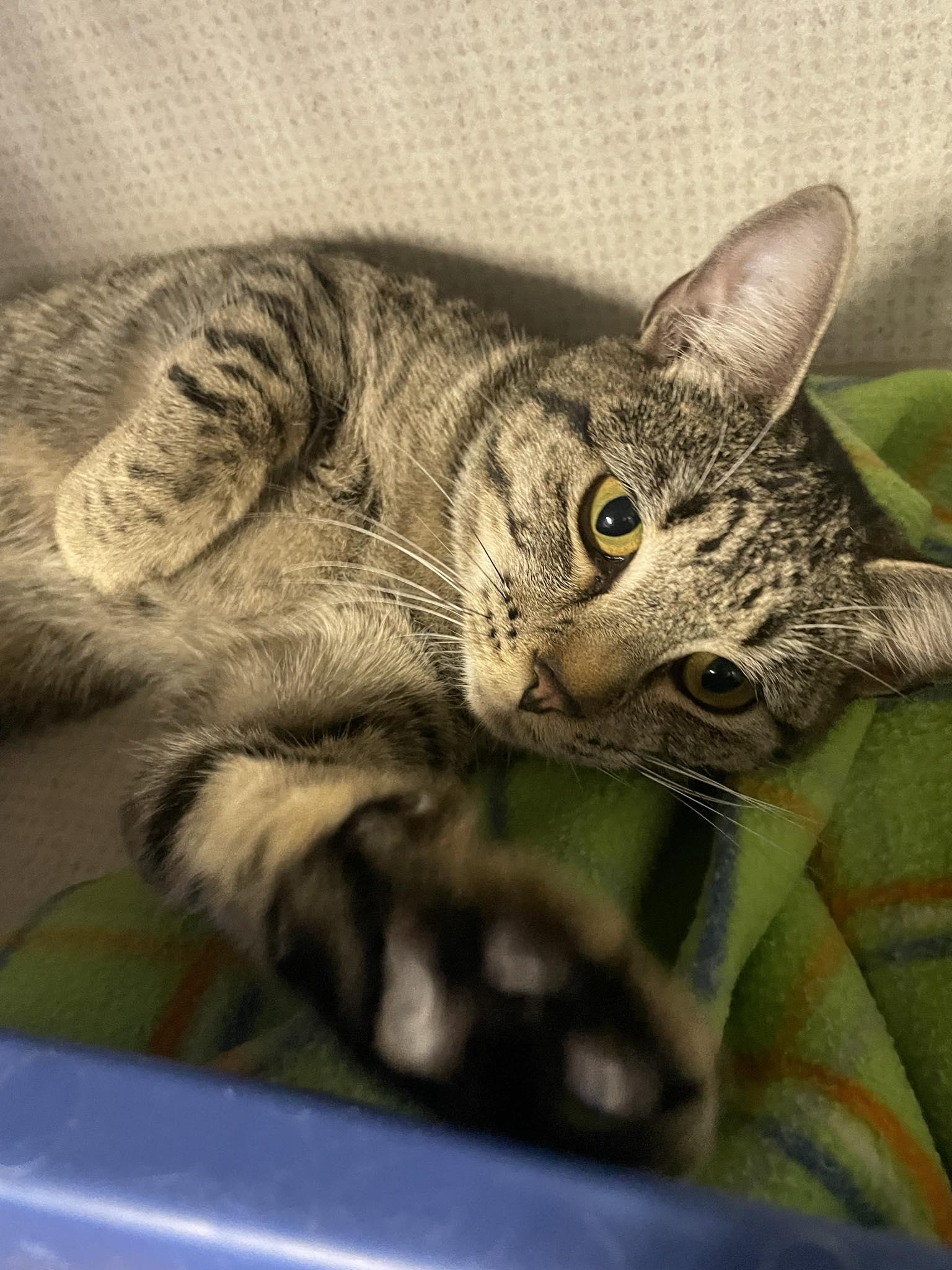 Enlarge Amy Farrah, a ADOPTABLE Domestic Long Hair in St. Maries, ID image 4/4