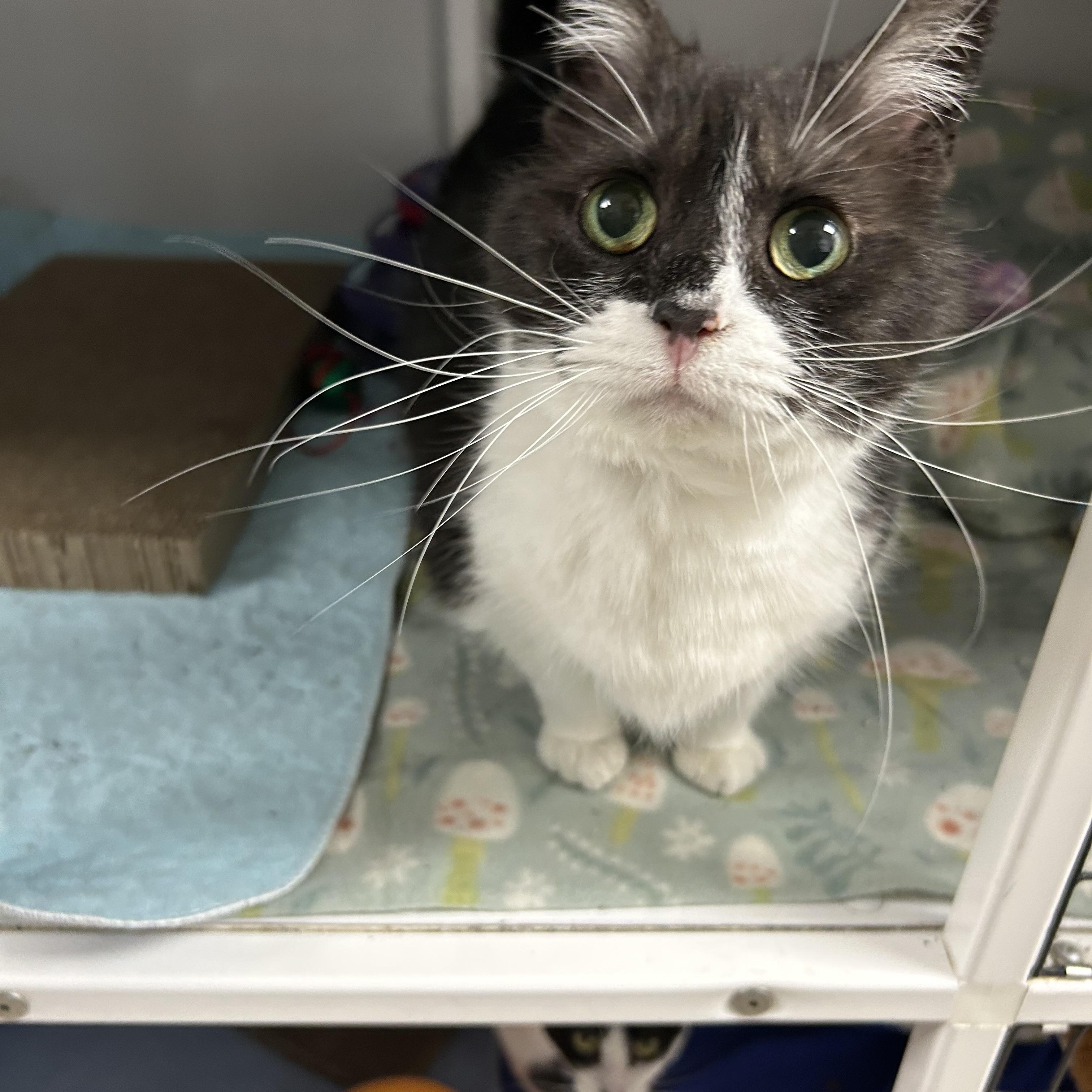 Enlarge Ladle, a ADOPTABLE Domestic Short Hair in White Oak, PA image 1/1