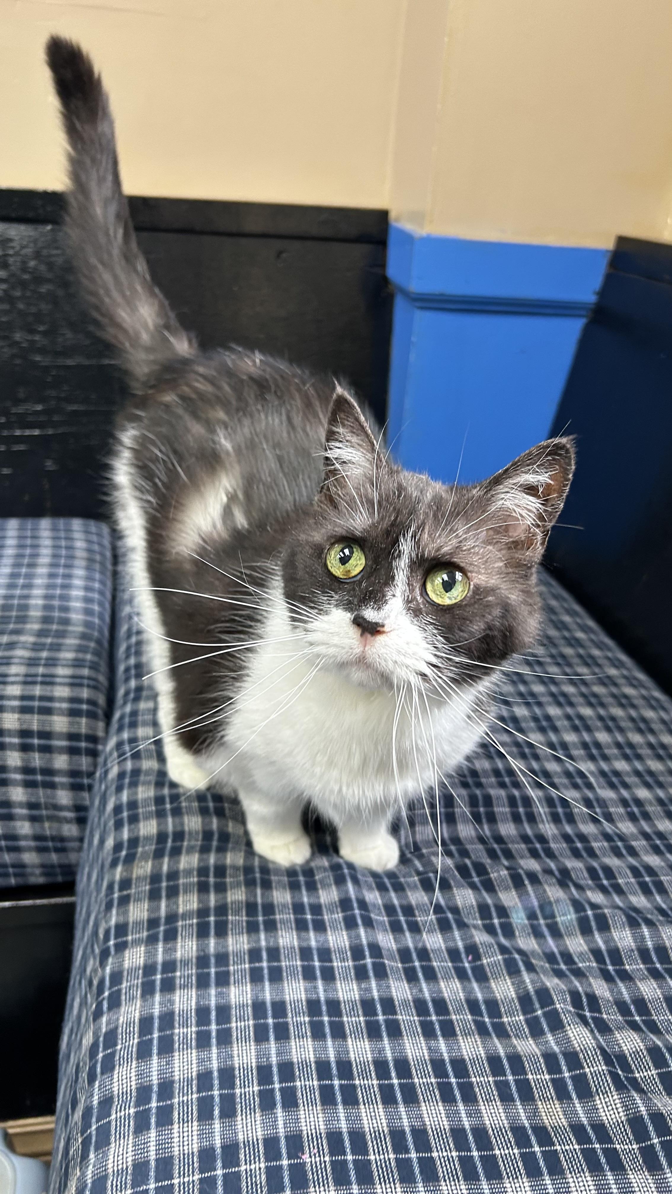 Enlarge Ladle, a ADOPTABLE Domestic Short Hair in White Oak, PA image 2/3