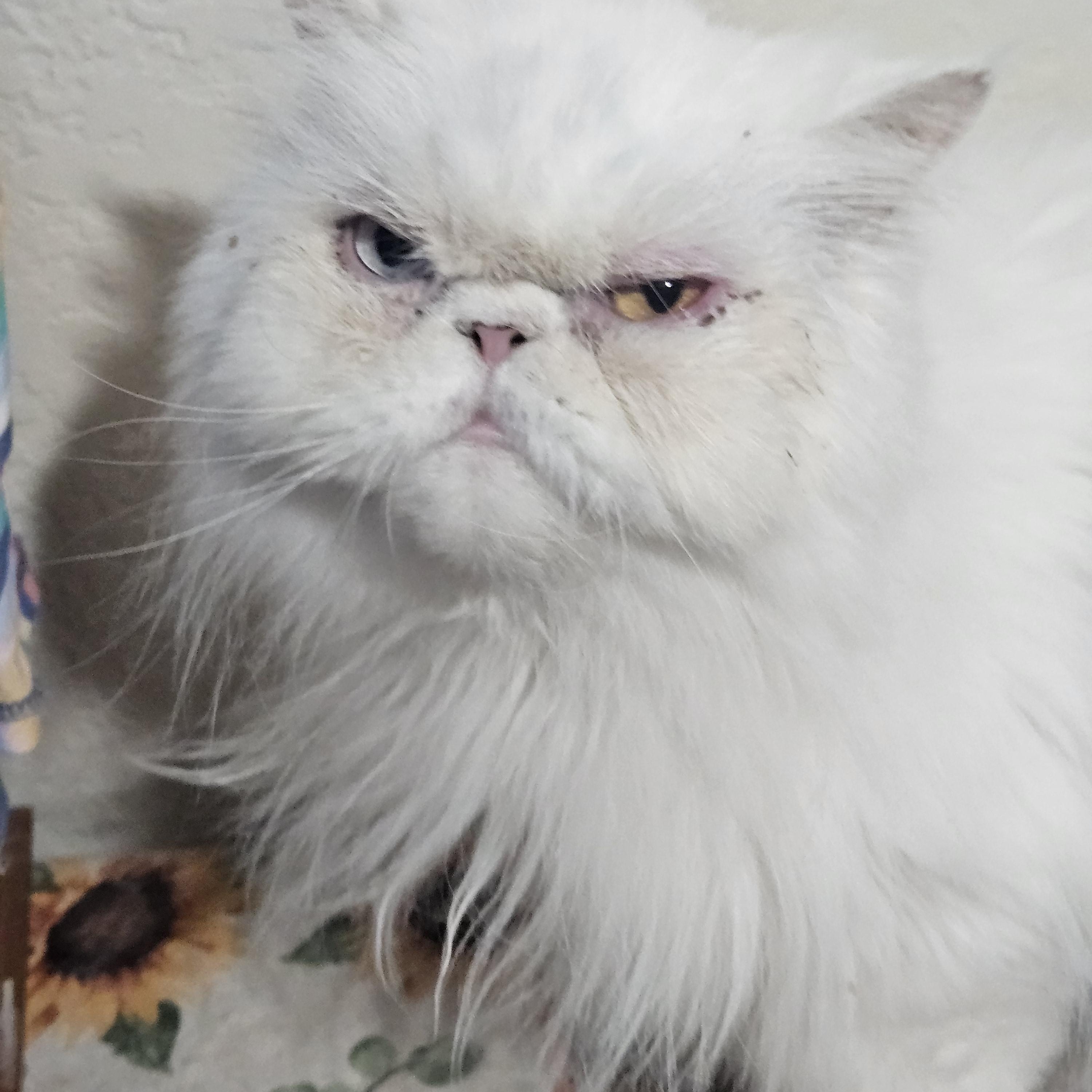 Enlarge Sadie and Sterling, a Adoptable Persian in Orlando, FL image 3/5