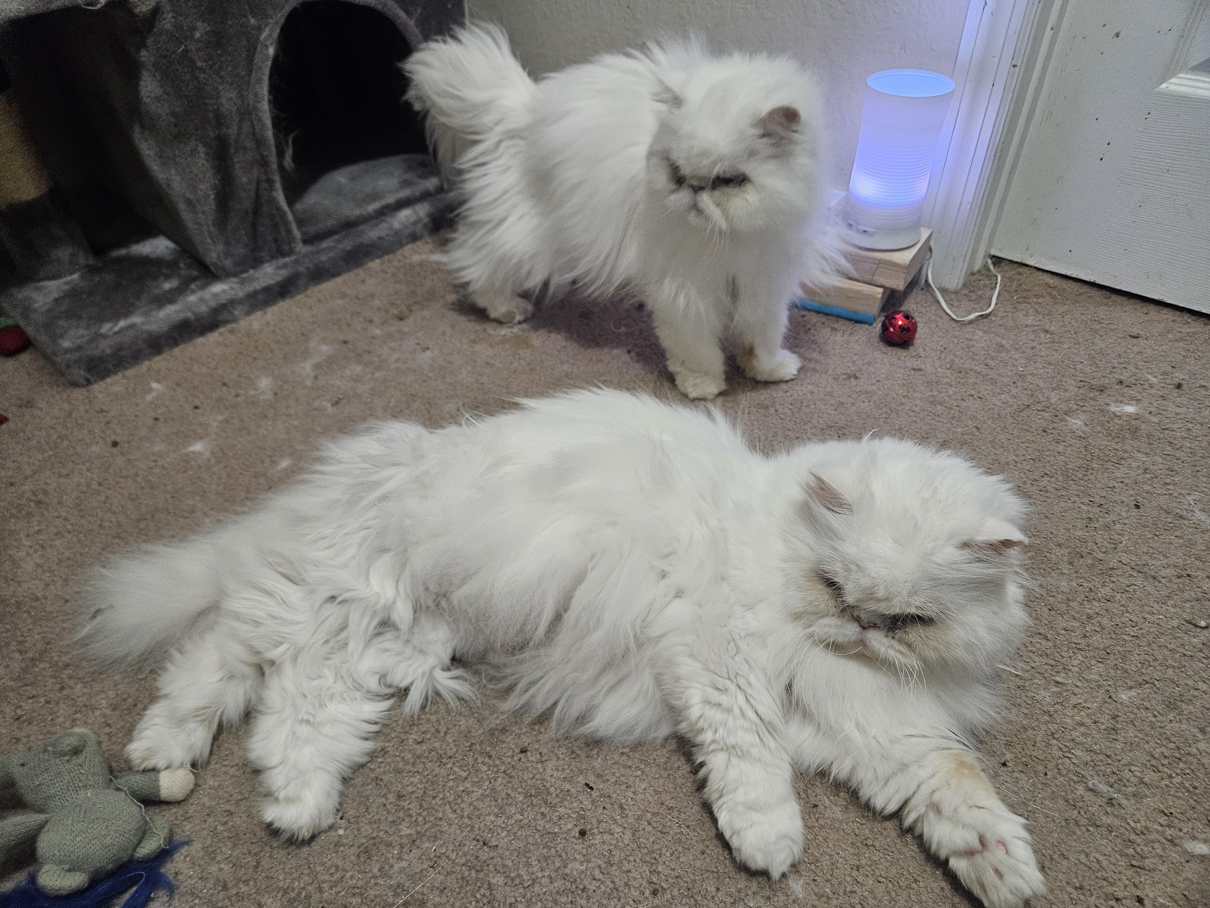 Enlarge Sadie and Sterling, a Adoptable Persian in Orlando, FL image 4/5