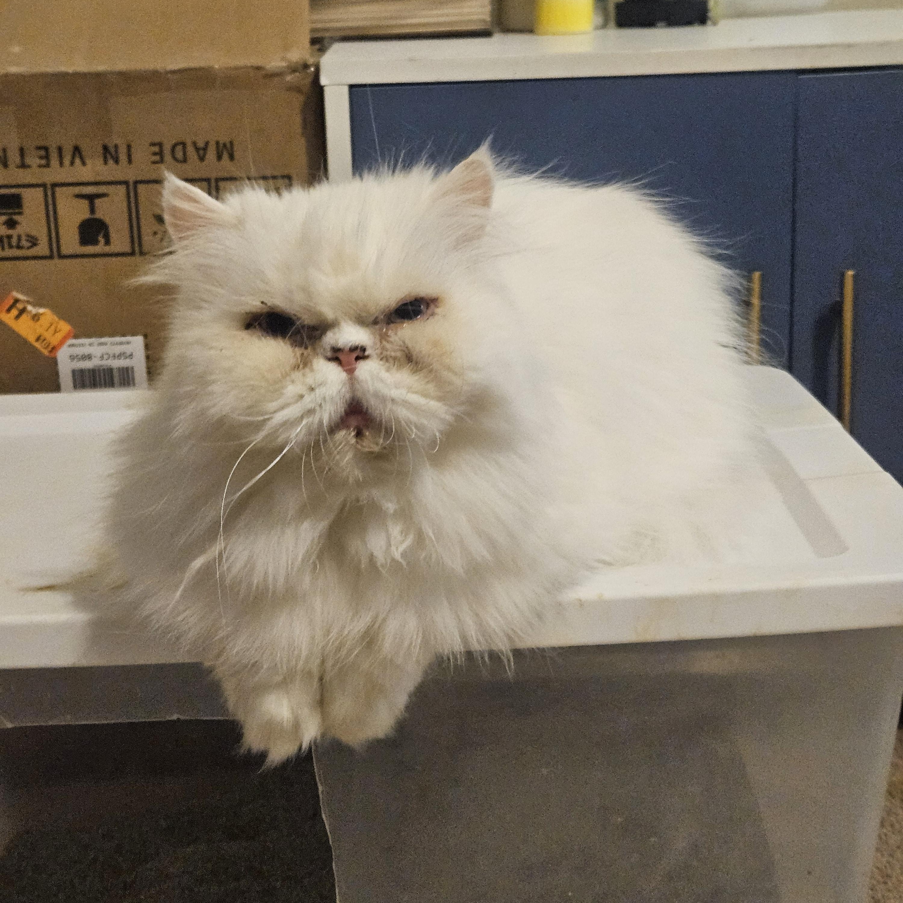 Enlarge Sadie and Sterling, a Adoptable Persian in Orlando, FL image 1/5