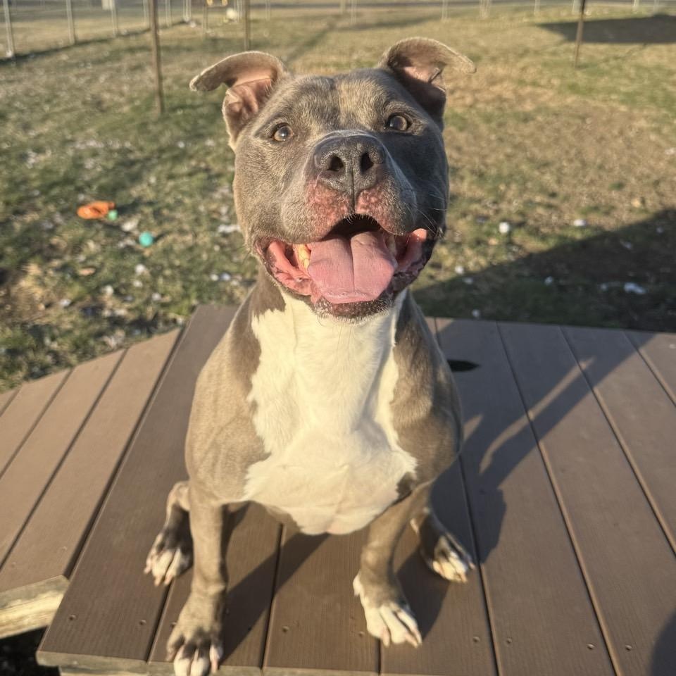 Enlarge Duke, an adoptable Mixed Breed in Georgetown, TX image 1/6