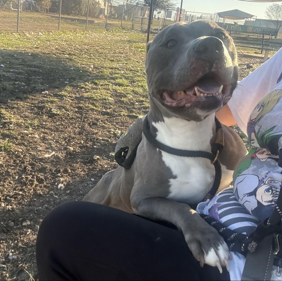 Enlarge Duke, an adoptable Mixed Breed in Georgetown, TX image 6/6