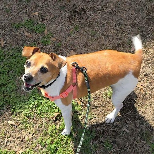 Enlarge Gogi, a ADOPTABLE mixed breed in Tulsa, OK image 3/4