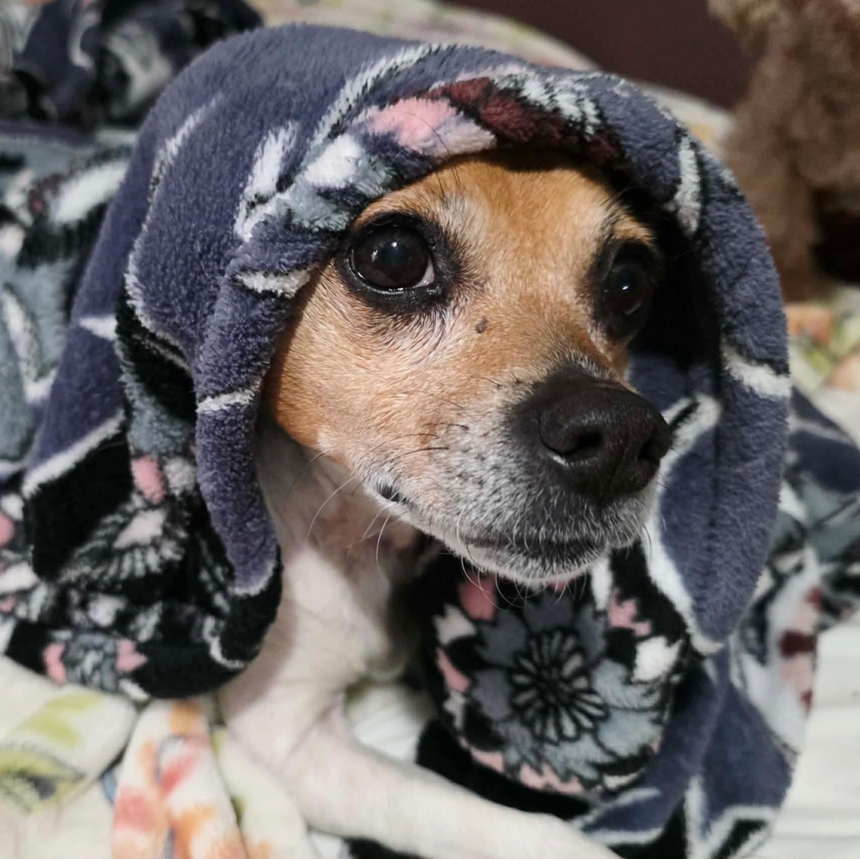 Enlarge Gogi, a ADOPTABLE mixed breed in Tulsa, OK image 2/4