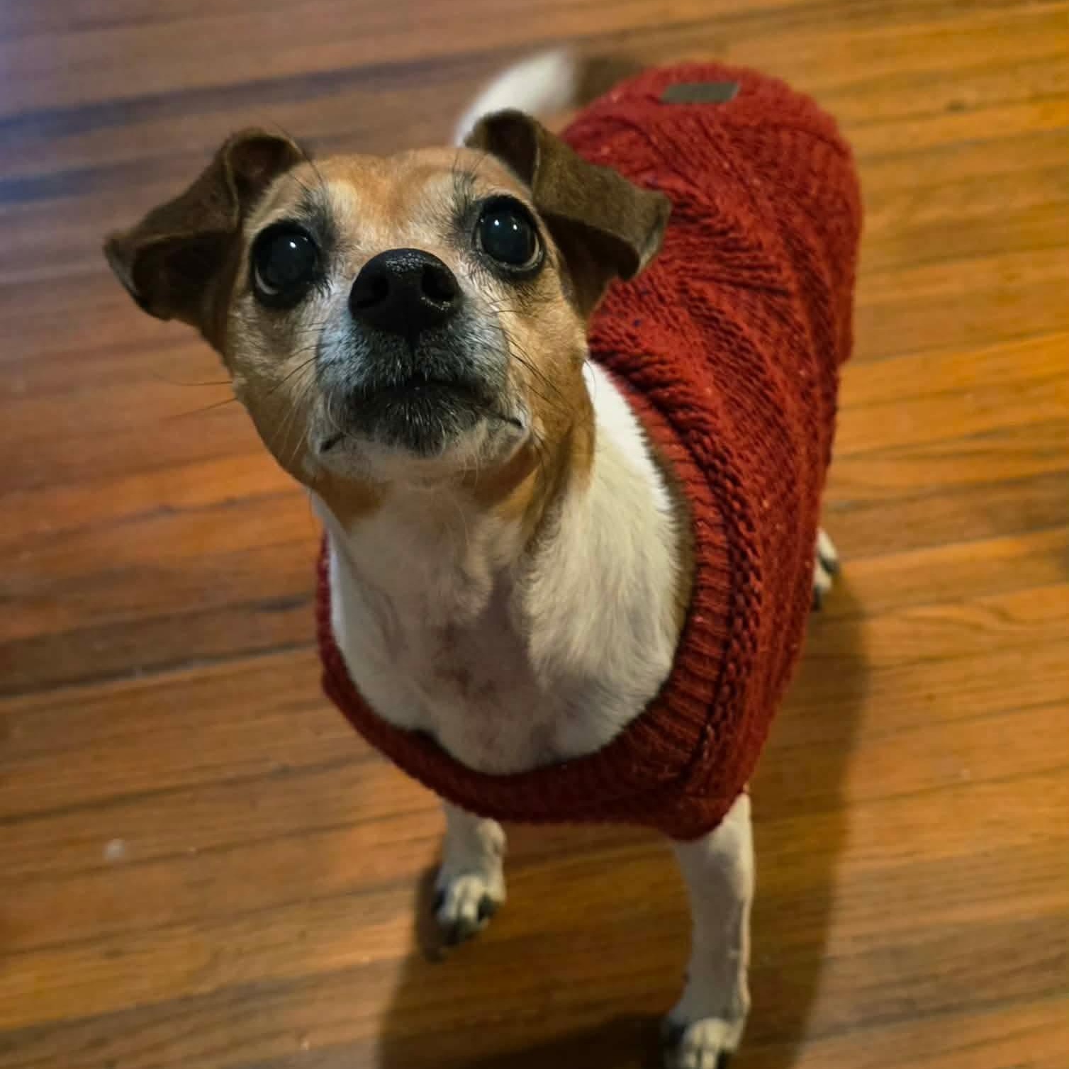 Enlarge Gogi, a ADOPTABLE mixed breed in Tulsa, OK image 4/4