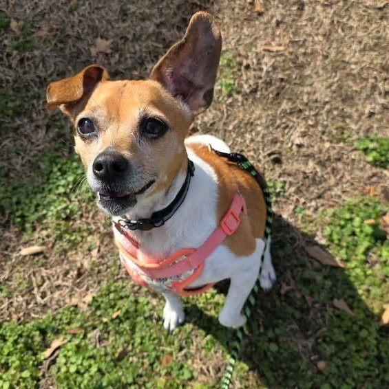 Gogi, ADOPTABLE, Adult Female Chihuahua & Rat Terrier.