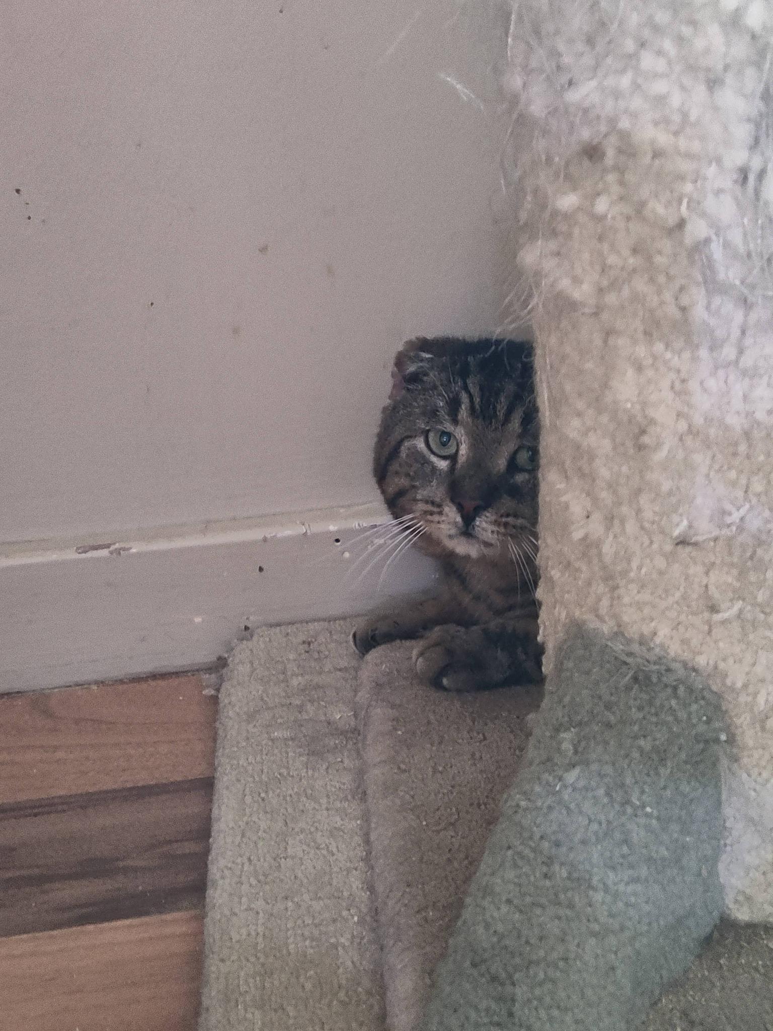 Beau, ADOPTABLE, Adult Male Domestic Short Hair.