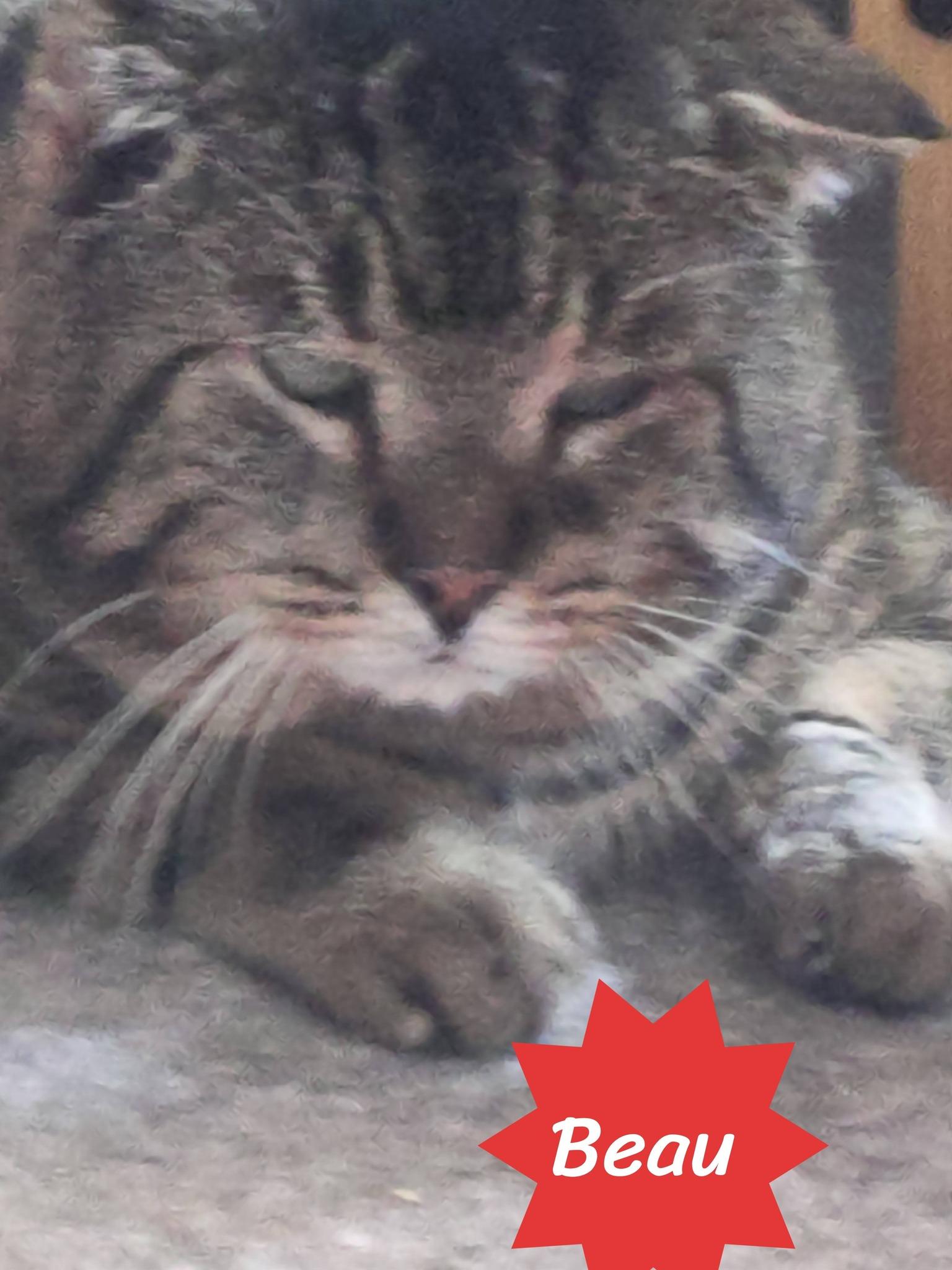 Enlarge Beau, a ADOPTABLE Domestic Short Hair in Spencerville, ON image 4/4
