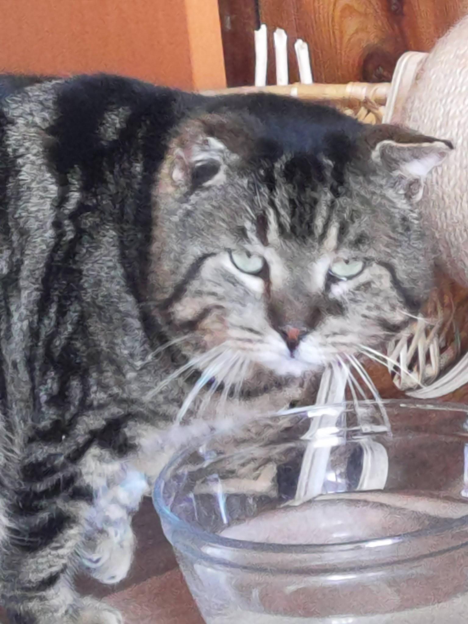 Enlarge Beau, a ADOPTABLE Domestic Short Hair in Spencerville, ON image 3/4