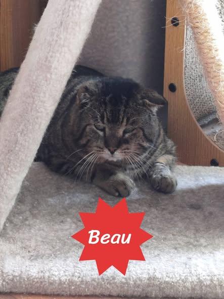 Enlarge Beau, a ADOPTABLE Domestic Short Hair in Spencerville, ON image 2/4