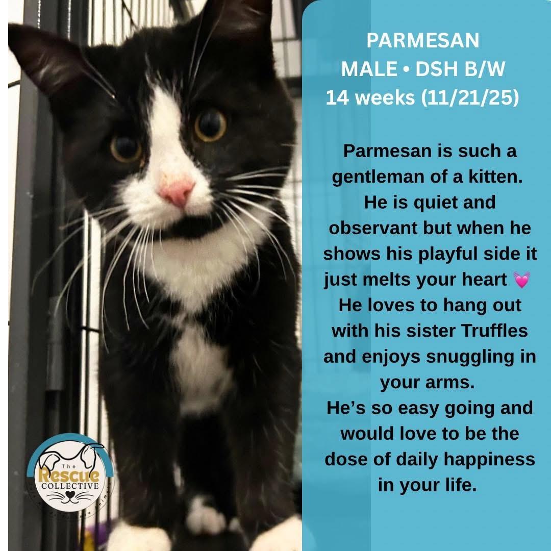 Enlarge Parmesan, a ADOPTABLE Domestic Short Hair in Clive, AB image 1/1