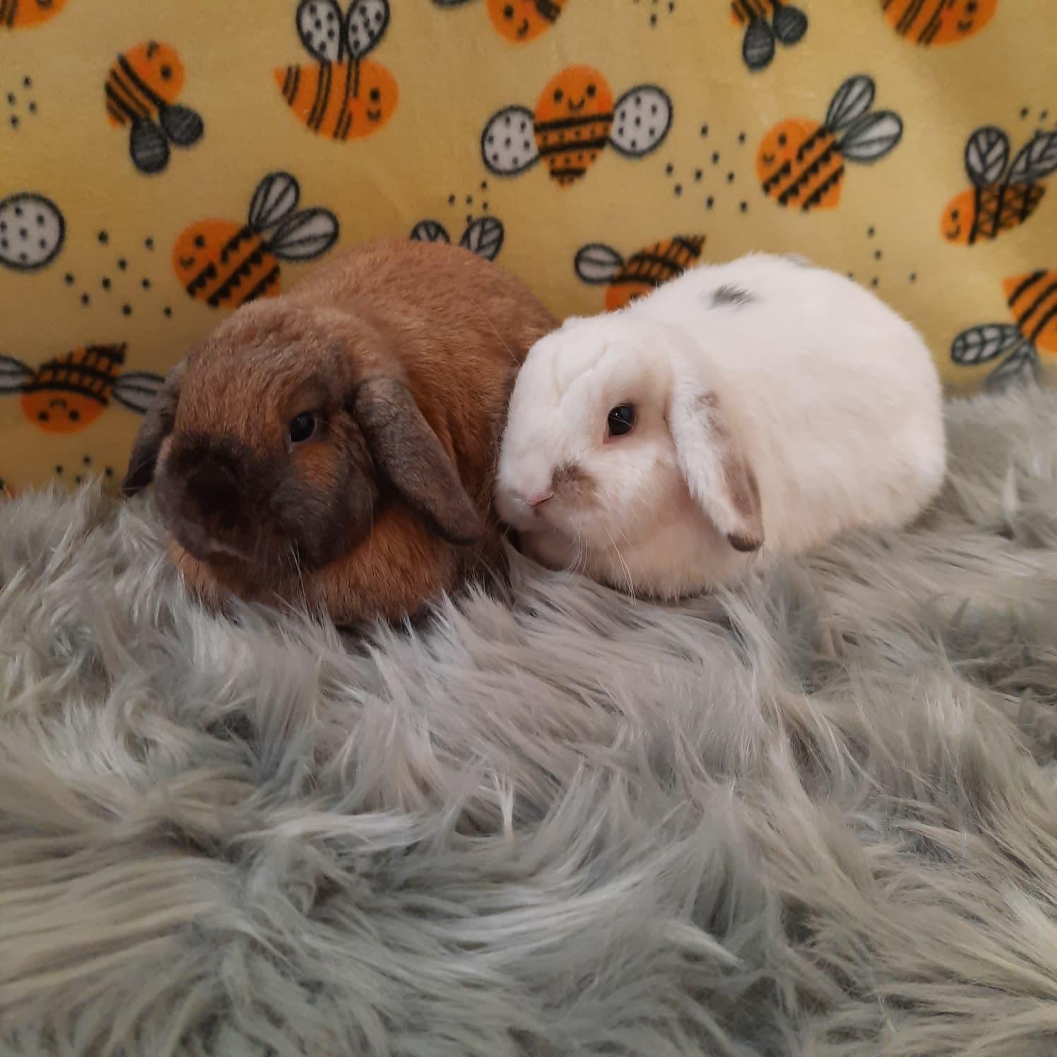Enlarge Caramel & Snowball, an adopted Lop Eared in Fountain Valley, CA image 2/3