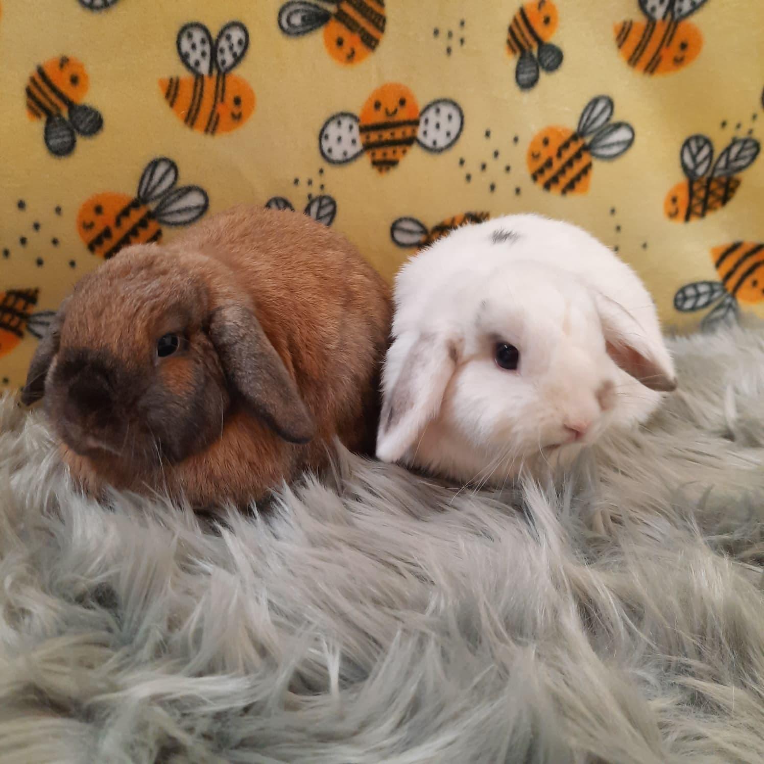 Enlarge Caramel & Snowball, an adopted Lop Eared in Fountain Valley, CA image 3/3