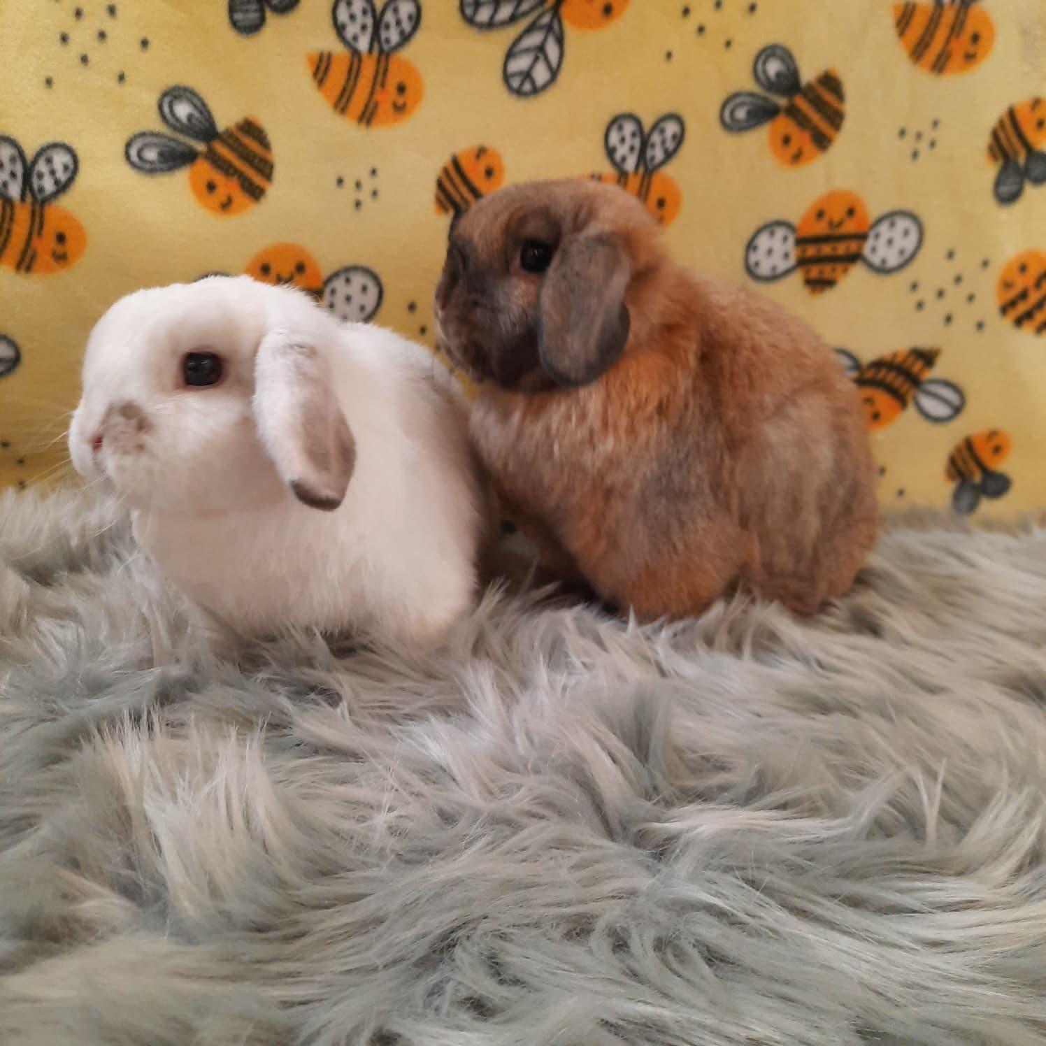 Enlarge Caramel & Snowball, an adopted Lop Eared in Fountain Valley, CA image 1/3