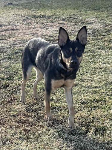 Kiara, a Adoptable mixed breed in Wichita Falls, TX image 1/4