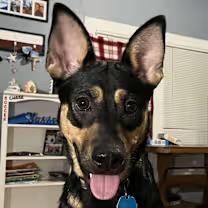 Kiara, a Adoptable mixed breed in Wichita Falls, TX image 2/4