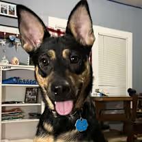 Kiara, a Adoptable mixed breed in Wichita Falls, TX image 3/4