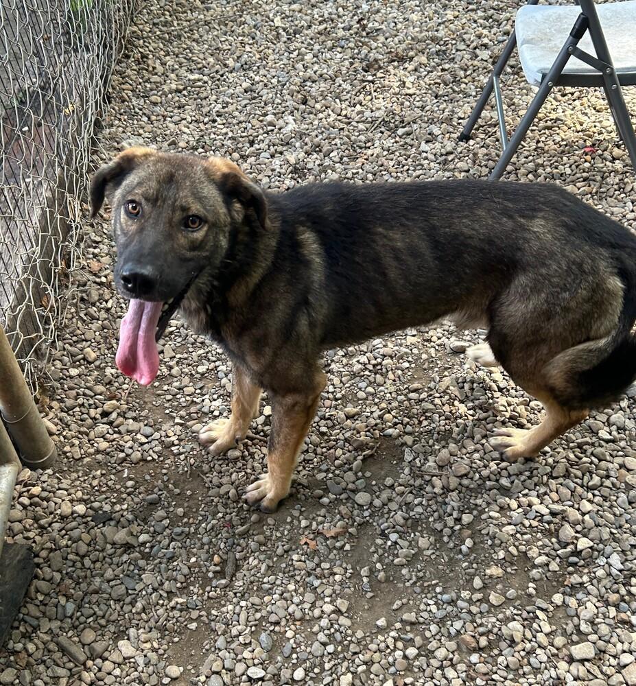 Rogan #184, Adoptable, Adult Male German Shepherd Dog & Beagle.