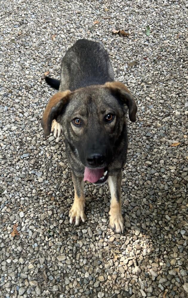 Enlarge Rogan #184, a Adoptable mixed breed in New Lexington, OH image 2/2