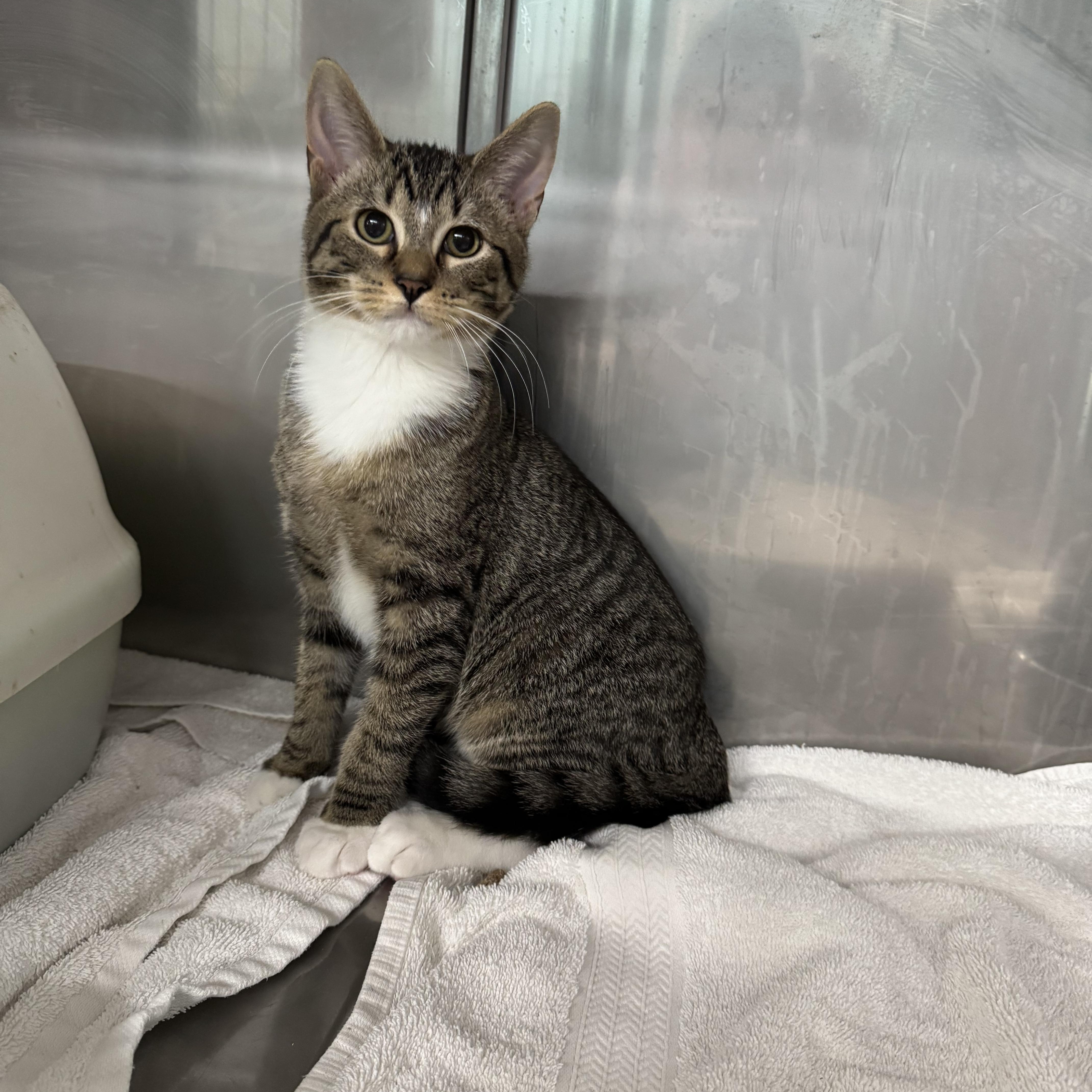 Otis, Adoptable, Young Male Domestic Short Hair.