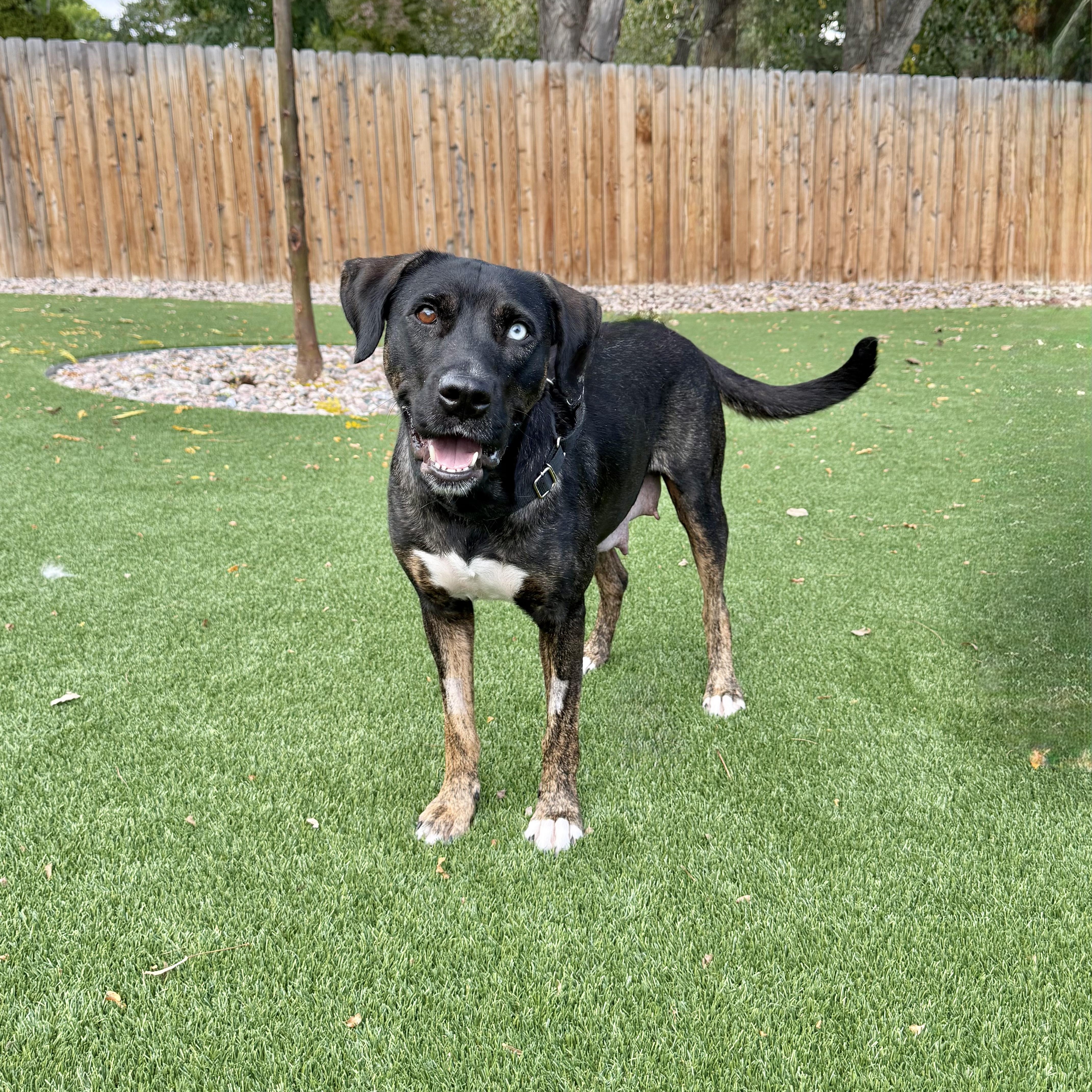 Wednesday, a Adoptable mixed breed in Fort Collins, CO image 2/6
