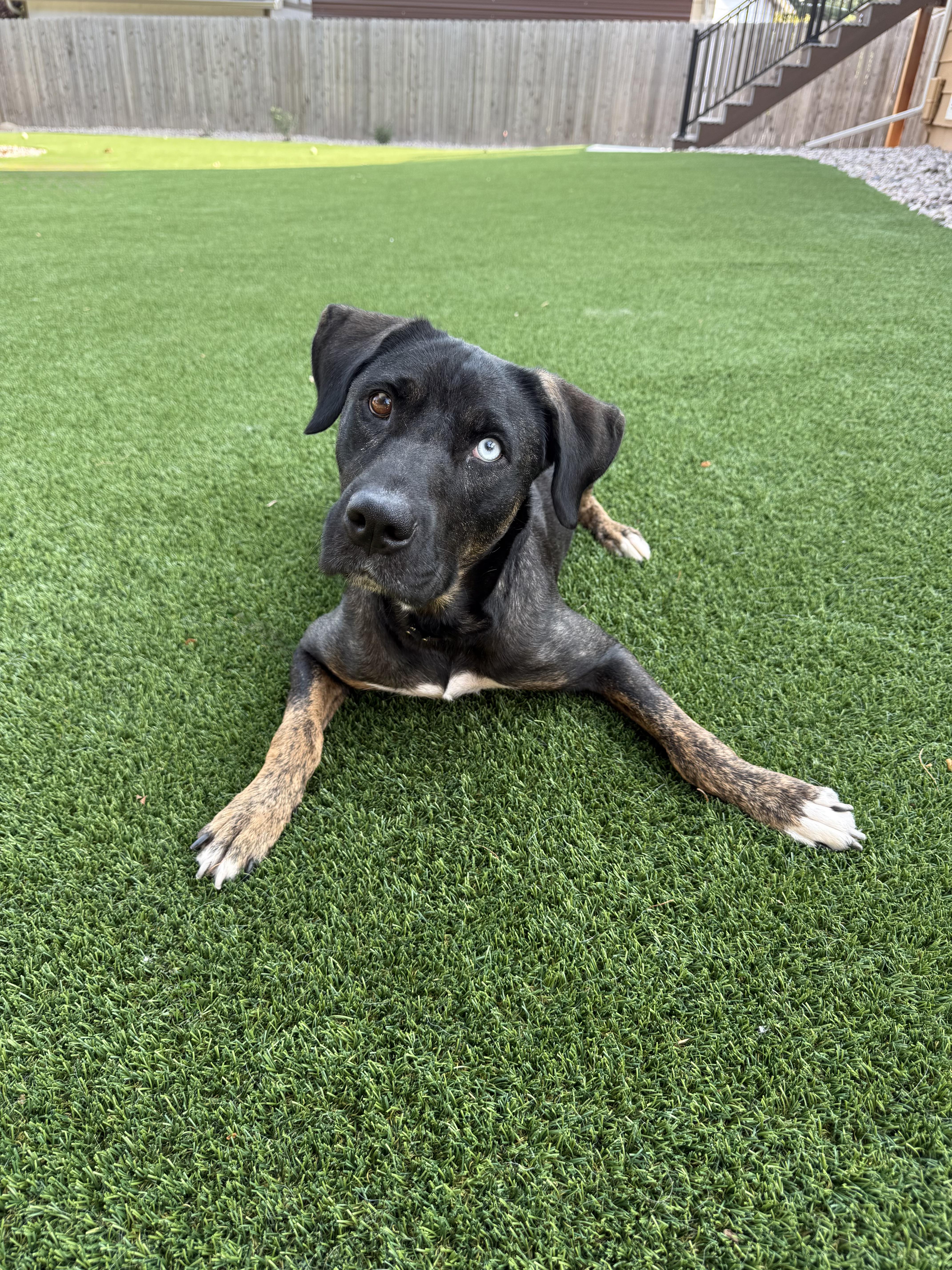Wednesday, a Adoptable mixed breed in Fort Collins, CO image 4/6