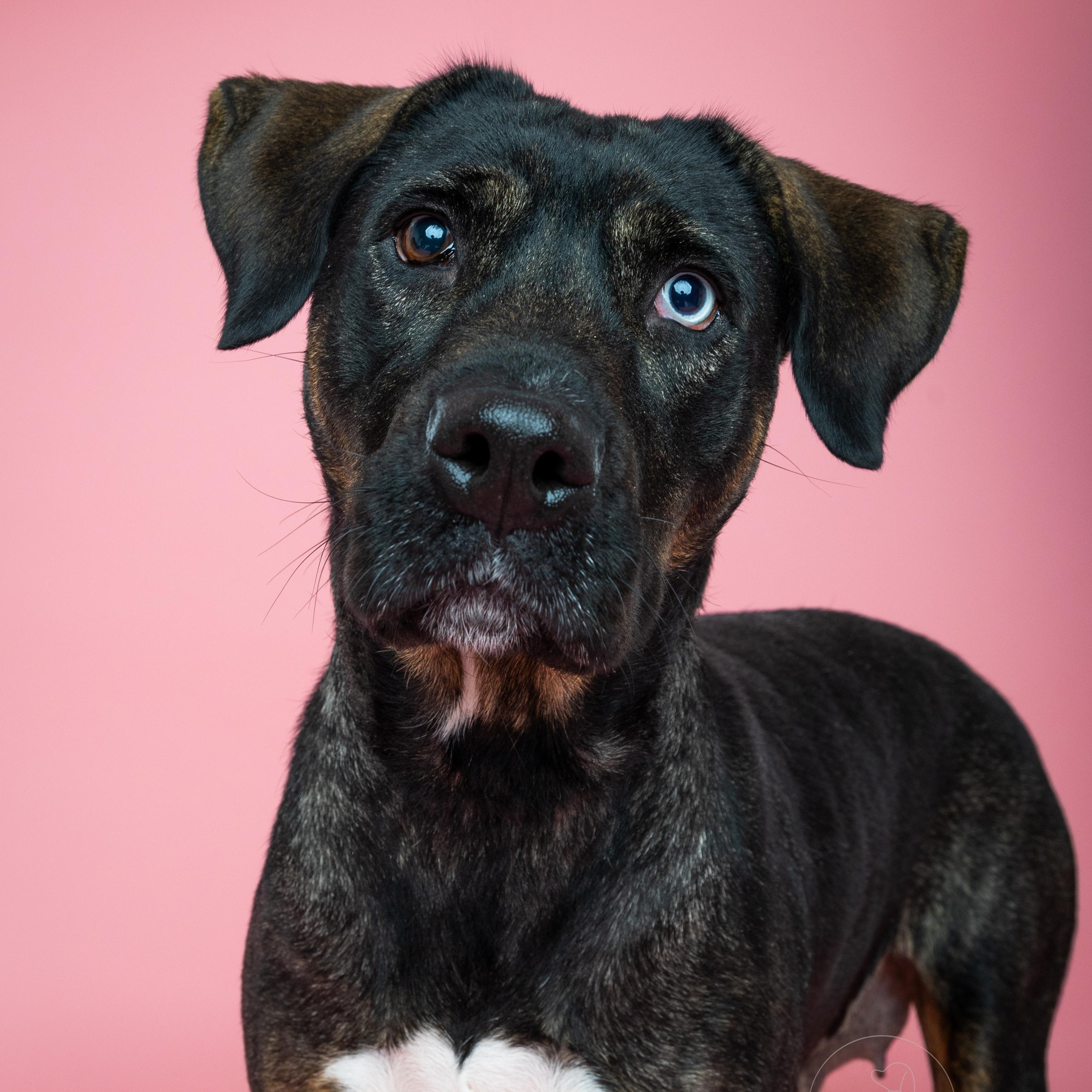 Wednesday, a Adoptable mixed breed in Fort Collins, CO image 1/6