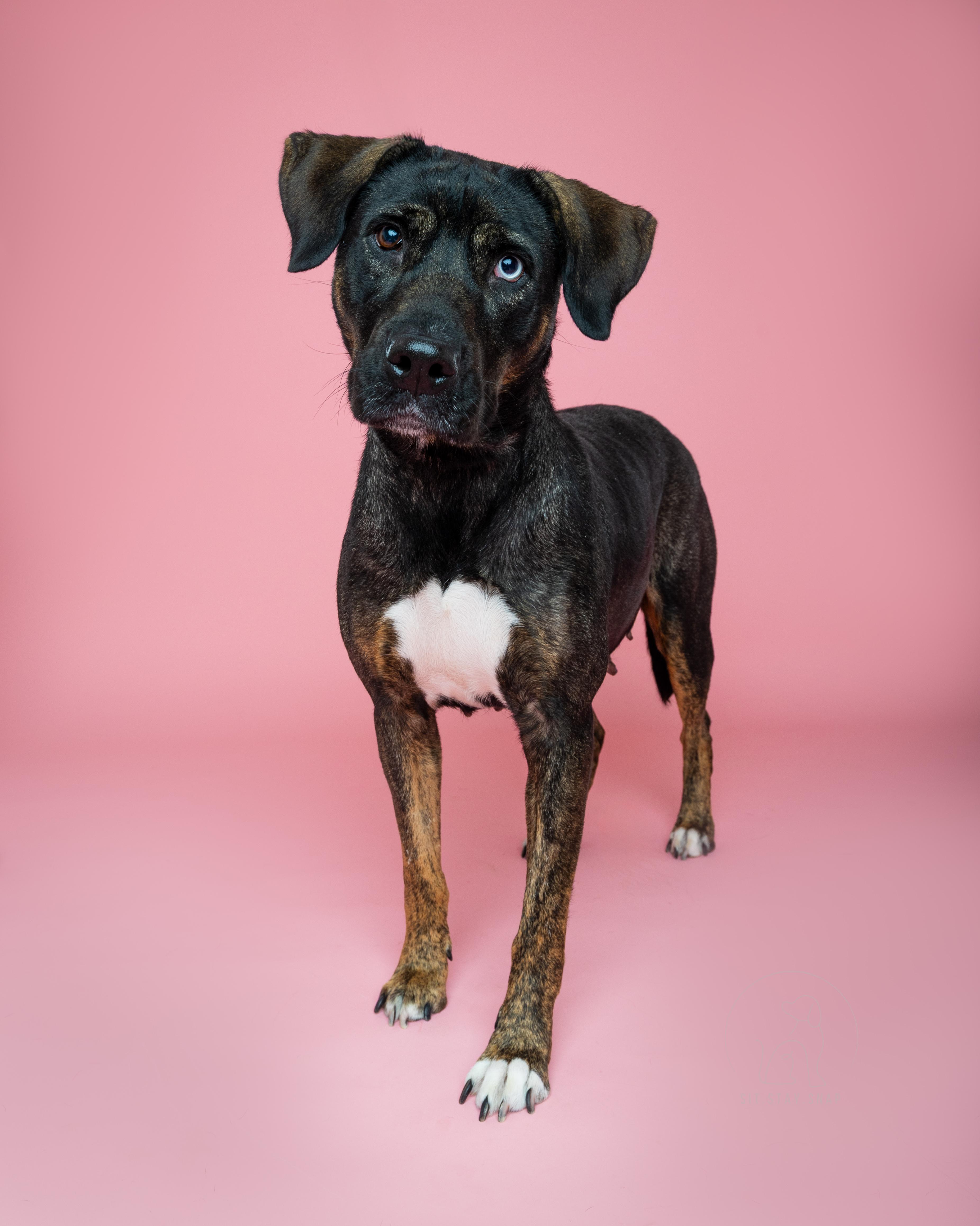 Wednesday, a Adoptable mixed breed in Fort Collins, CO image 5/6