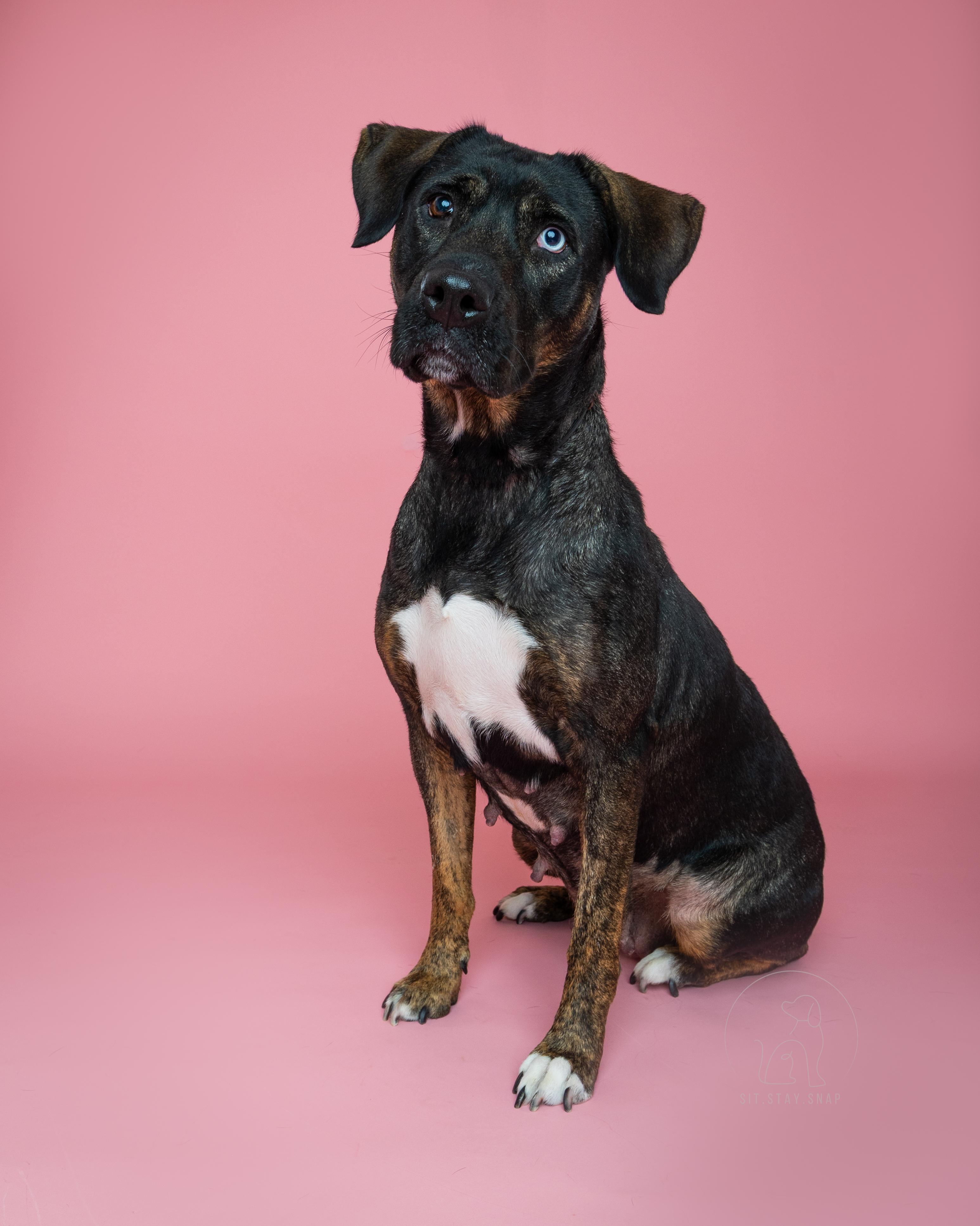 Wednesday, a Adoptable mixed breed in Fort Collins, CO image 6/6