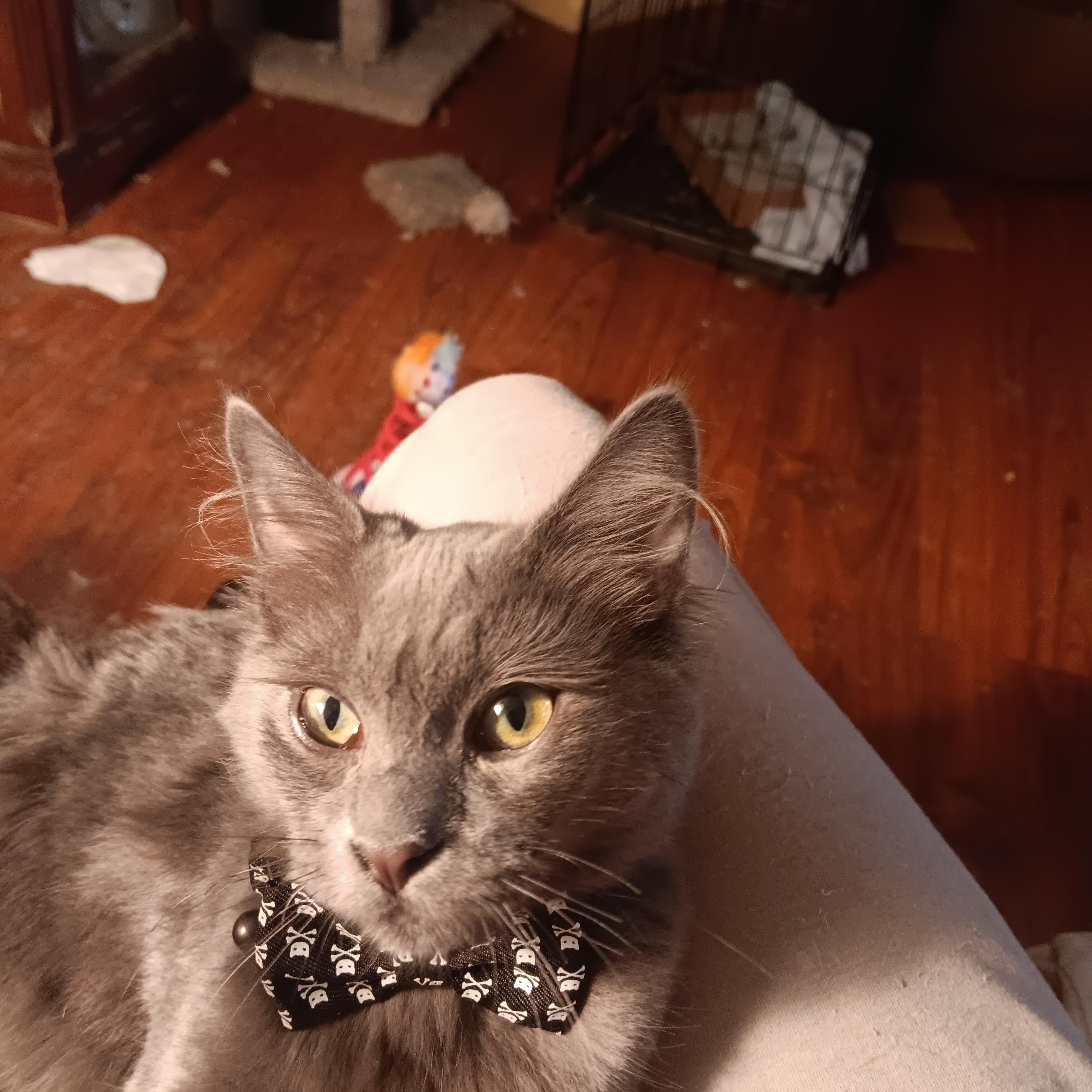 Simba, Adoptable, Young Male Russian Blue & Domestic Short Hair.