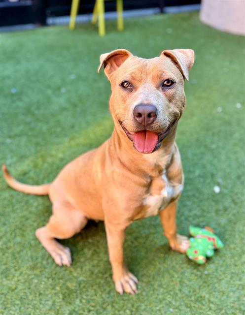 IZZY, Adoptable, Young Female Pit Bull Terrier & Labrador Retriever.