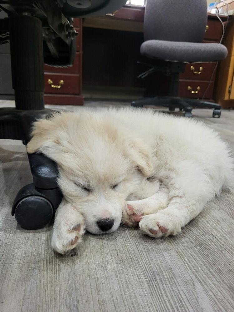 Enlarge Angel, a Adoptable mixed breed in Cortez, CO image 1/6