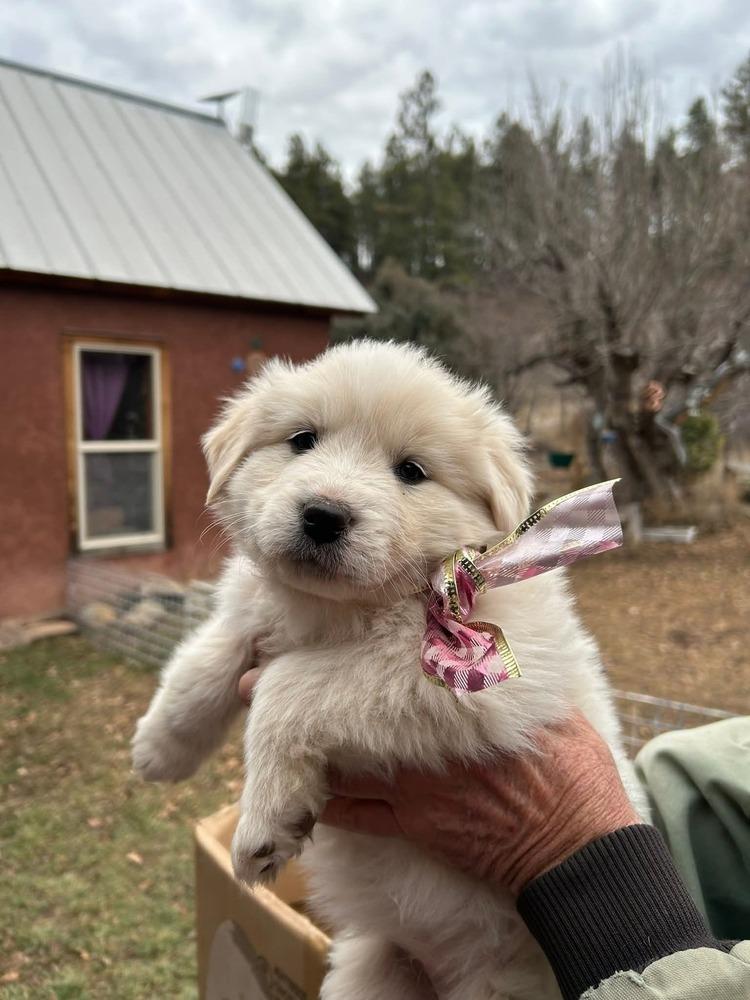 Enlarge Angel, a Adoptable mixed breed in Cortez, CO image 2/6