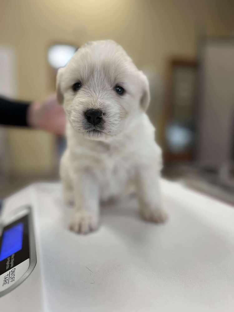 Enlarge Angel, a Adoptable mixed breed in Cortez, CO image 3/6