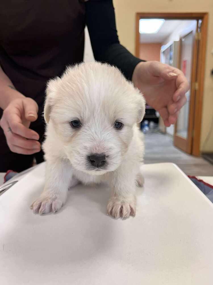Enlarge Angel, a Adoptable mixed breed in Cortez, CO image 5/6