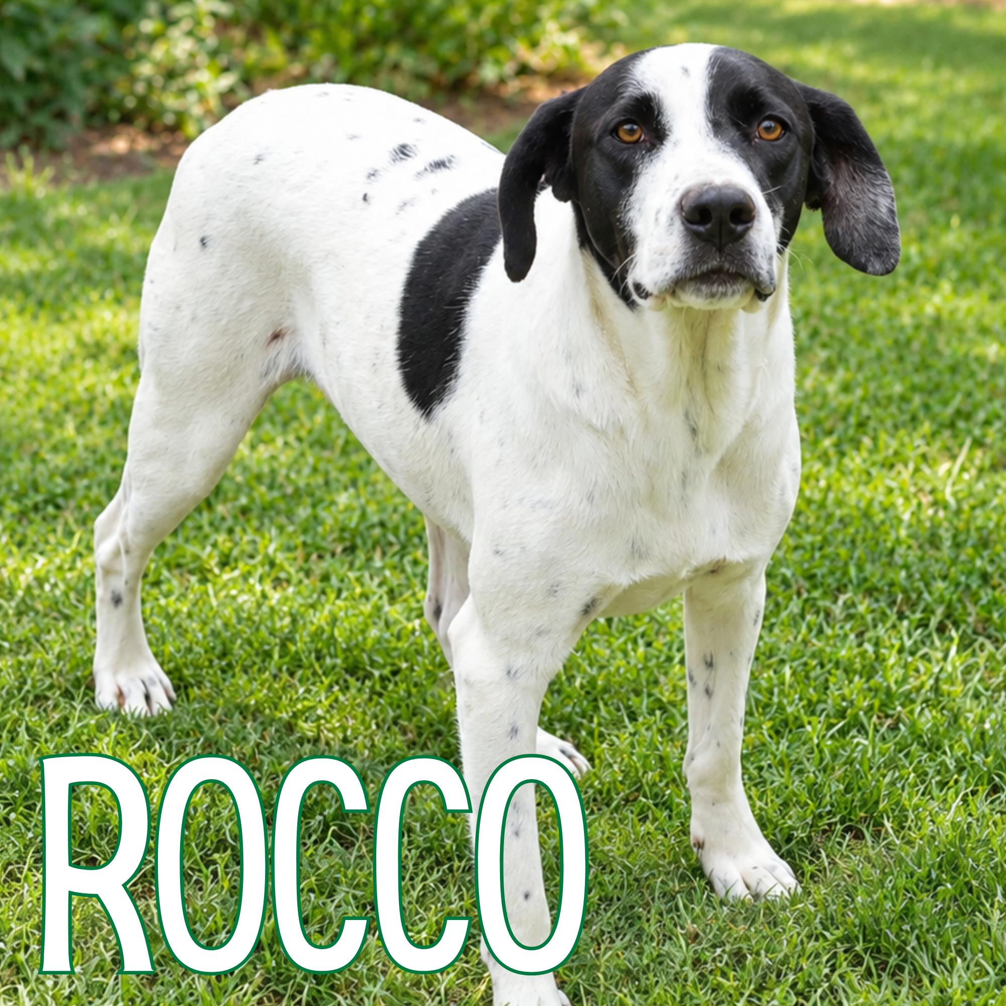 Enlarge Rocco, a Adoptable Mixed Breed in Mississauga, ON image 1/2